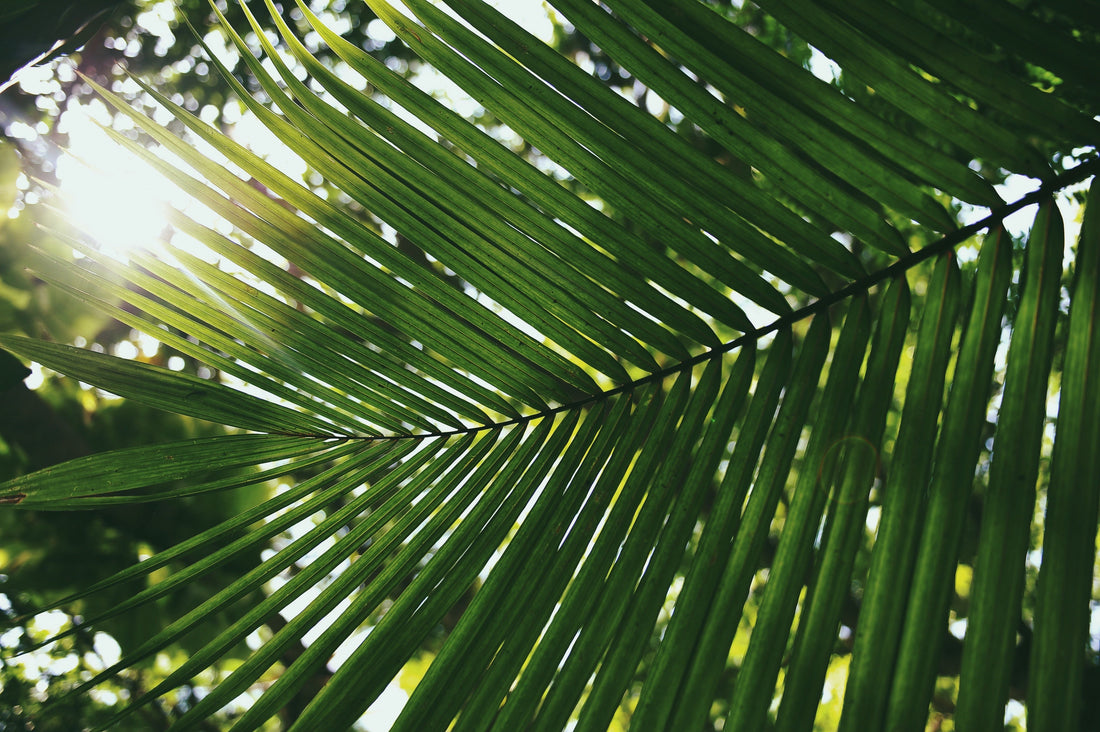 Palm Sunday