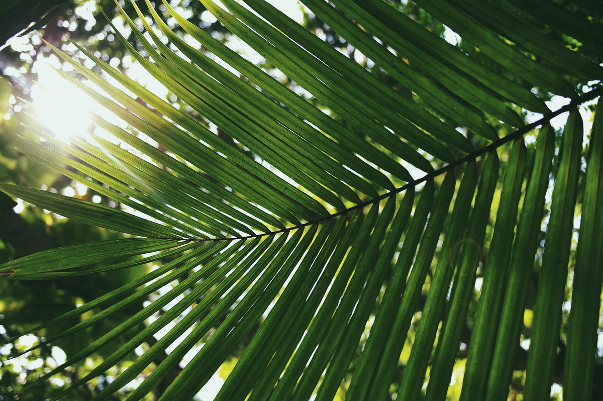 Palm Sunday