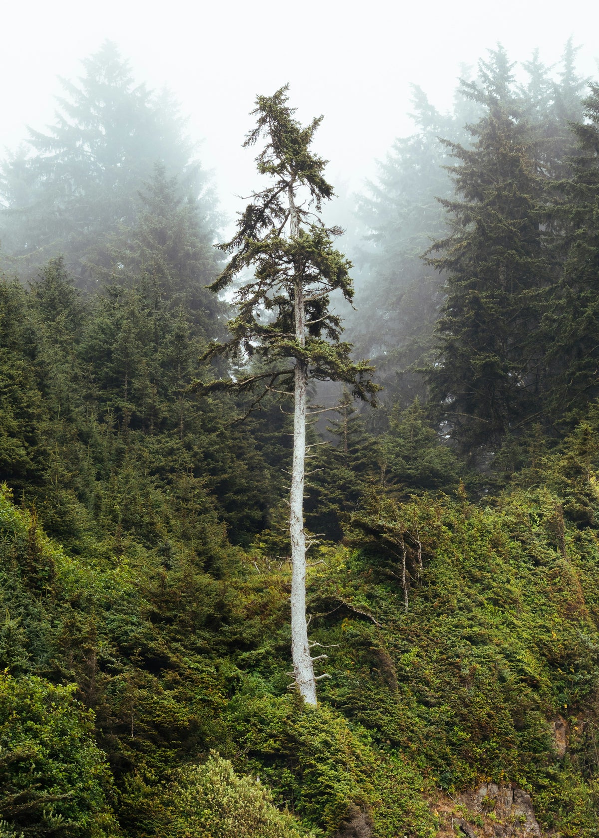 Walking From Above