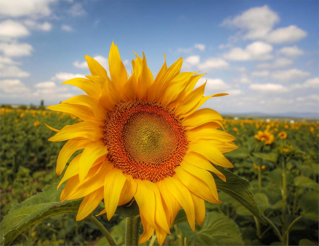 Saved From More