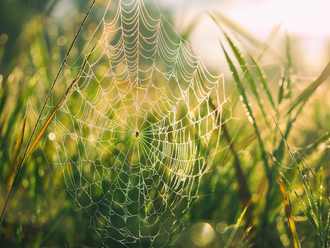 Cobwebs