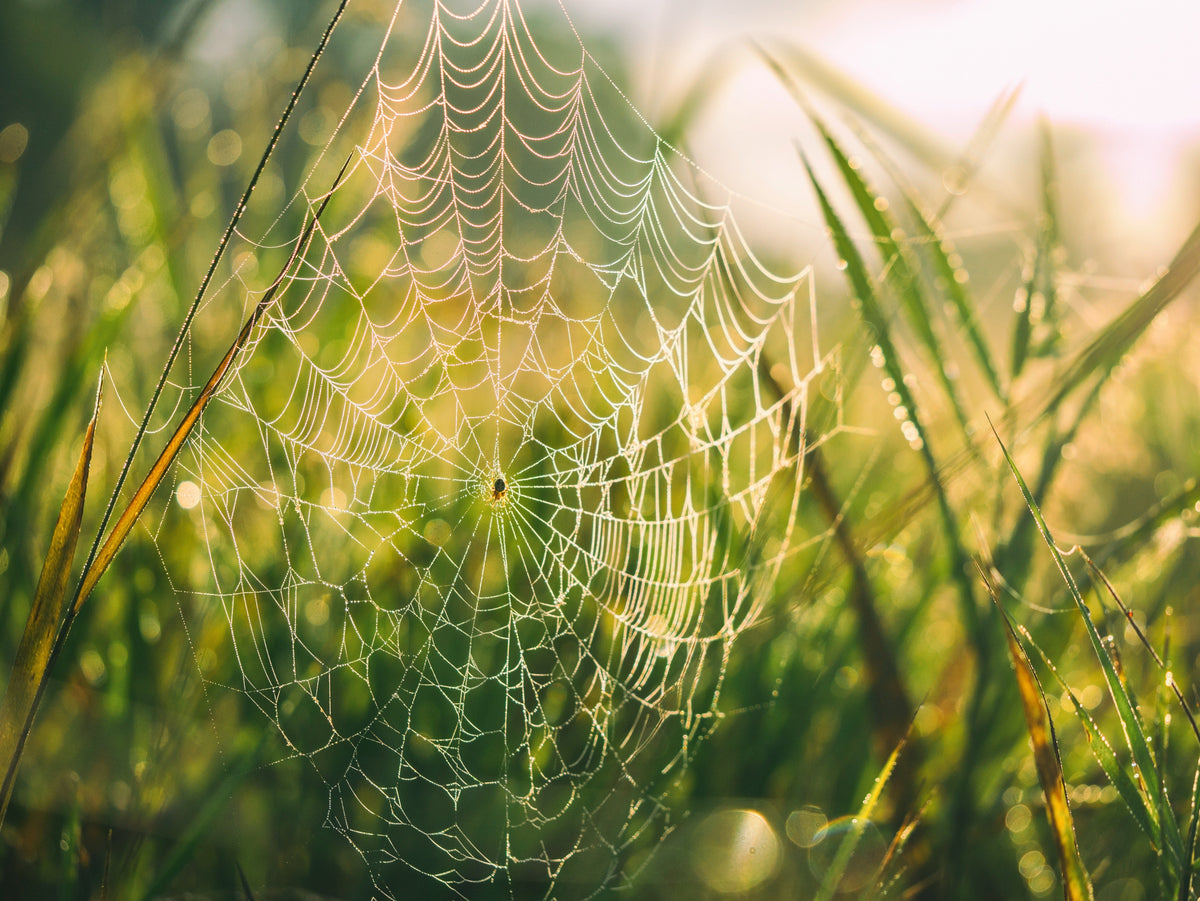 Cobwebs